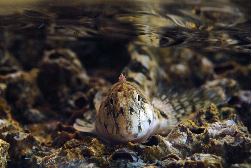 Coryphoblennius galerita